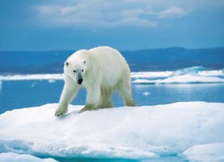 Создан новый инсулирующий материал из шкуры белого медведя