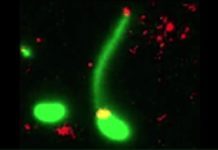 Ученые сумели “загарпунить” ДНК при помощи бактерии