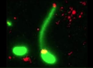 Ученые сумели “загарпунить” ДНК при помощи бактерии