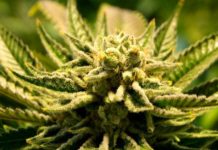 Марихуана может способствовать снижению веса