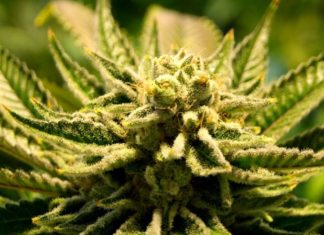 Марихуана может способствовать снижению веса