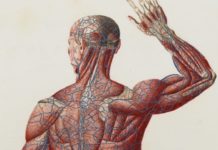 Найден уникальный антиоксидант для улучшения здоровья сосудов