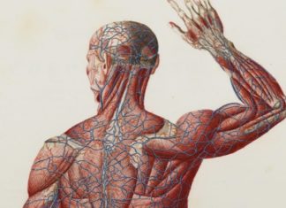 Найден уникальный антиоксидант для улучшения здоровья сосудов