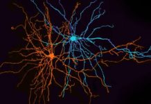 Ученые изучают самые маленькие мозговые участки