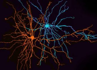 Ученые изучают самые маленькие мозговые участки