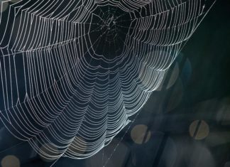Создана уникальная робототехническая паутина