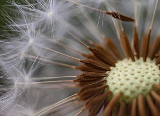 Обнаружен интересный секрет лютиковых семян