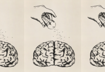 Найдена новая взаимосвязь между вкусовыми рецепторами и отделом мозга