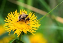 Популярный инсектицид влияет на популяцию шмелей