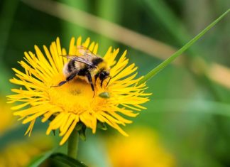 Популярный инсектицид влияет на популяцию шмелей