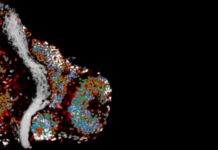 Мозговые клетки умеют посылать “воздушный поцелуй”