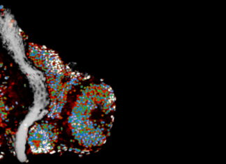 Мозговые клетки умеют посылать “воздушный поцелуй”