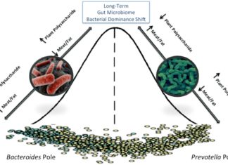 Старение можно приостановить с помощью одной кишечной бактерии
