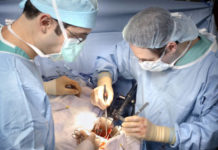 Ученые делают органы более устойчивыми к трансплантации