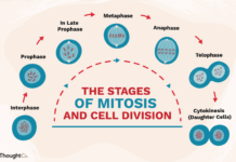 Осуществлен необычный вариант клеточного деления