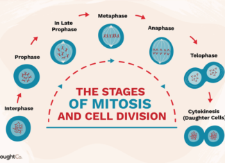 Осуществлен необычный вариант клеточного деления