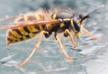 Яд осы может быть эффективным антибиотиком