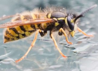 Яд осы может быть эффективным антибиотиком
