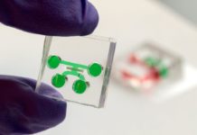 Ученые создали уникальный зуб-на-чипе