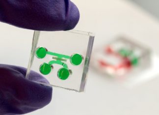 Ученые создали уникальный зуб-на-чипе