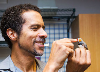 Обнаружены “гены инноваций” у птиц