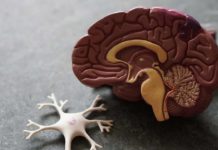 Противозачаточные таблетки могут быть опасными для работы мозга