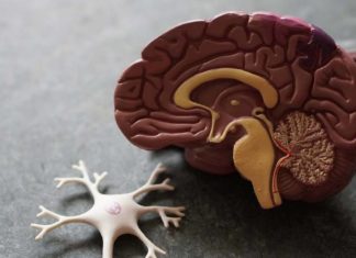 Противозачаточные таблетки могут быть опасными для работы мозга