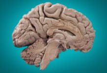 Обнаружен новый мозговой участок