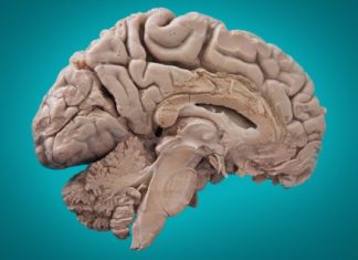 Обнаружен новый мозговой участок