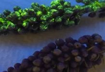 Нанобионические растения могут быть выращены на Марсе