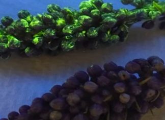 Нанобионические растения могут быть выращены на Марсе