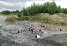 В Польше обнаружены останки необычного прото-млекопитающего