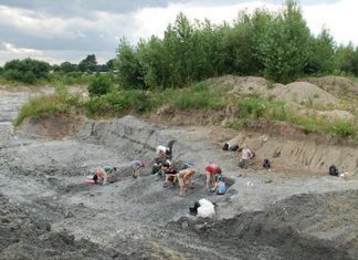 В Польше обнаружены останки необычного прото-млекопитающего
