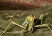 Замечен уникальный в поведении хищный богомол