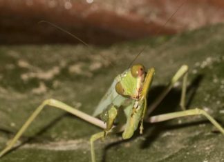 Замечен уникальный в поведении хищный богомол