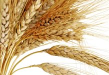 Изменения климата могут поставить пшеницу под угрозу