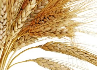 Изменения климата могут поставить пшеницу под угрозу