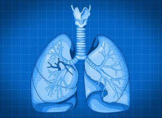 Йельские специалисты создали новый чертеж легких