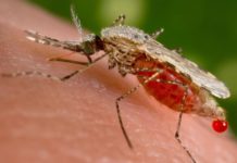 Обнаружен грибок, убивающий малярию