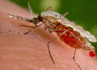 Обнаружен грибок, убивающий малярию