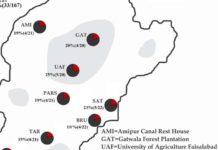 Трихомоноз обнаружен среди пакистанских птиц майна