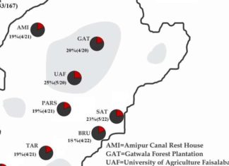 Трихомоноз обнаружен среди пакистанских птиц майна