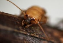 Обнаружены асексуальная колония термитов