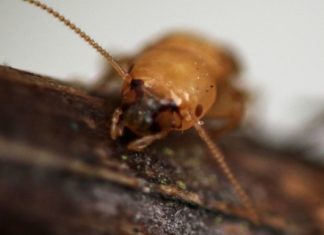 Обнаружены асексуальная колония термитов