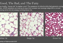 Создан уникальный пробиотик, усиливающий выносливость