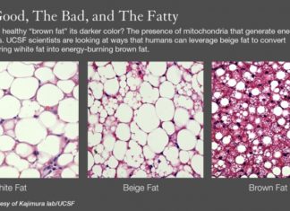 Создан уникальный пробиотик, усиливающий выносливость