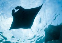 Скаты могут помочь улучшить современные системы фильтрации воды