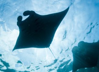 Скаты могут помочь улучшить современные системы фильтрации воды