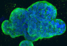 Ученые пробудили спящие энзимы для искусственного фотосинтеза