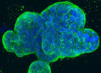 Ученые пробудили спящие энзимы для искусственного фотосинтеза